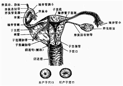 女人性器官|女性生殖系统概述